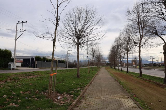 Sakarya'da 2 bin 500 ağaç, yeni dikim alanında toprakla buluşuyor.